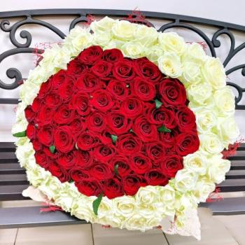 Букет 101 красно-белая роза Артикул  225533